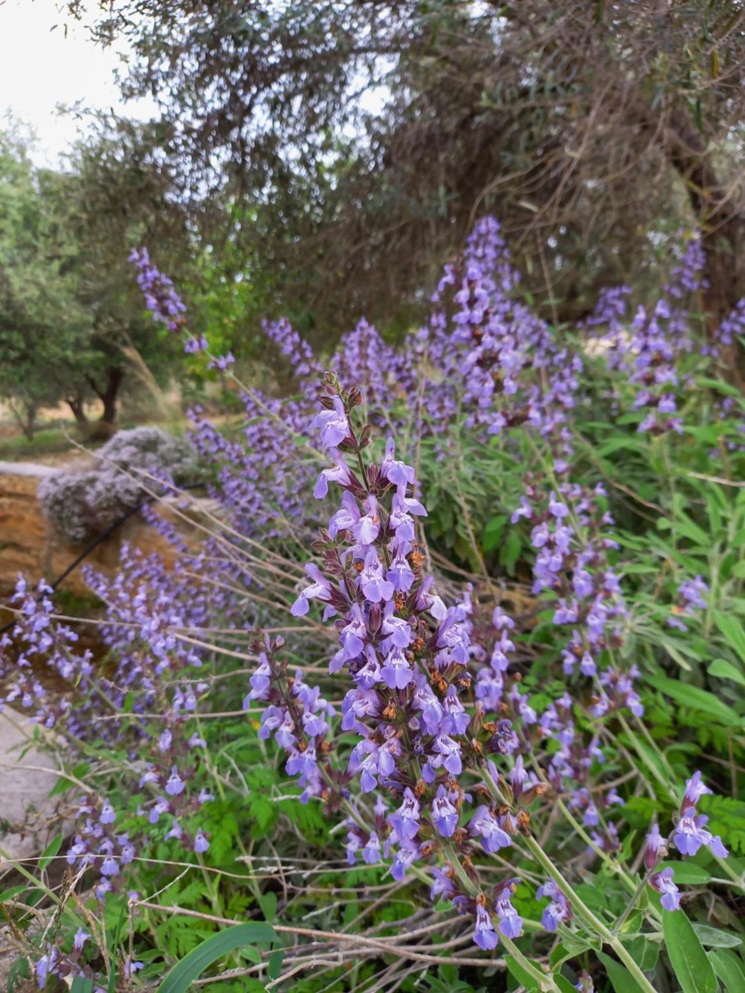 Villa Koumneni Pano Akourdalia Exteriér fotografie