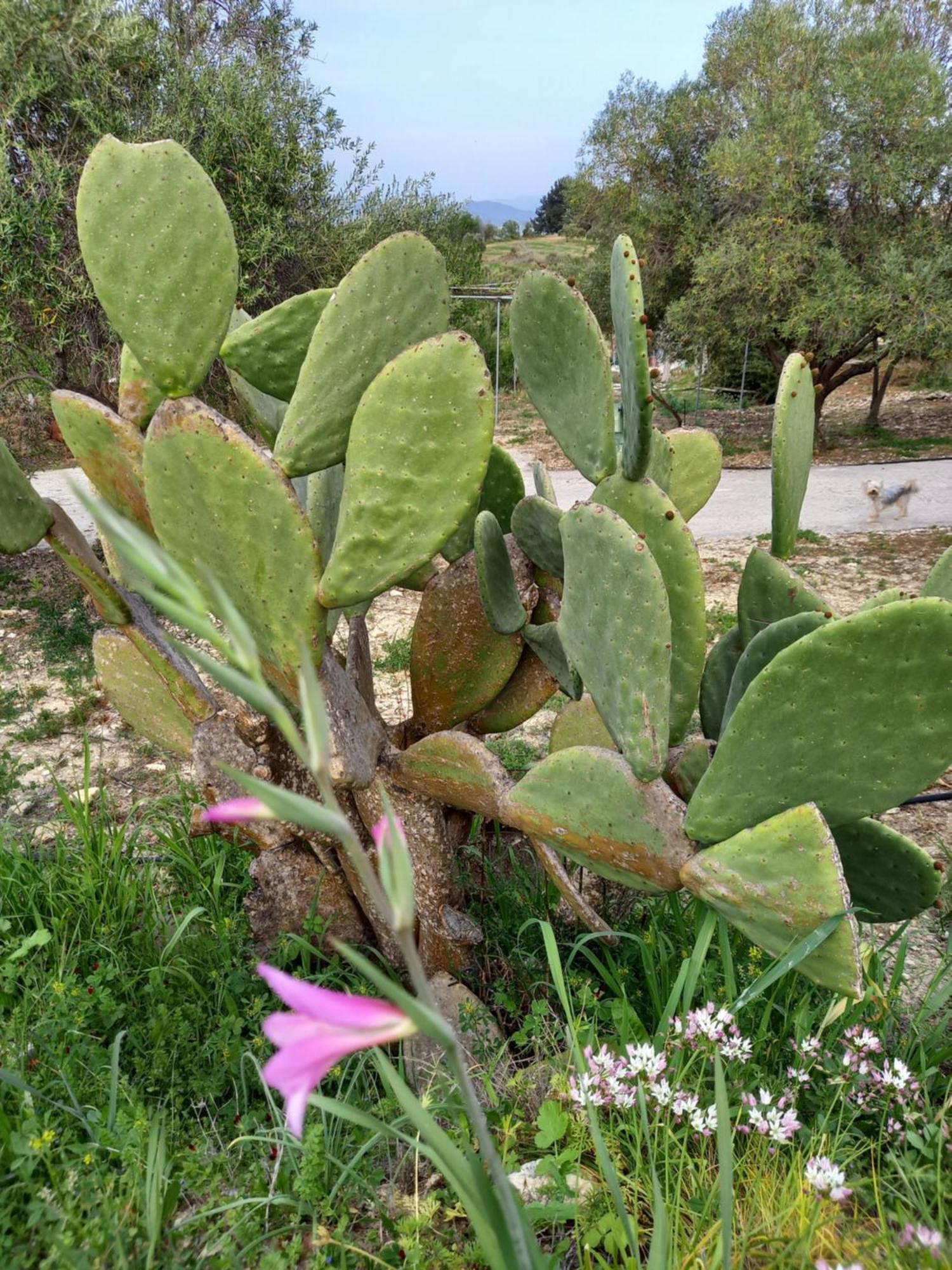 Villa Koumneni Pano Akourdalia Exteriér fotografie